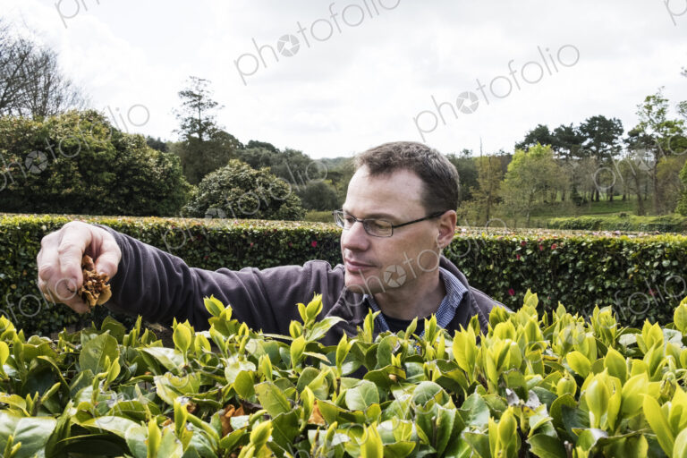 Man standing outdoors in tea plantation, carefully picking tea leaves.