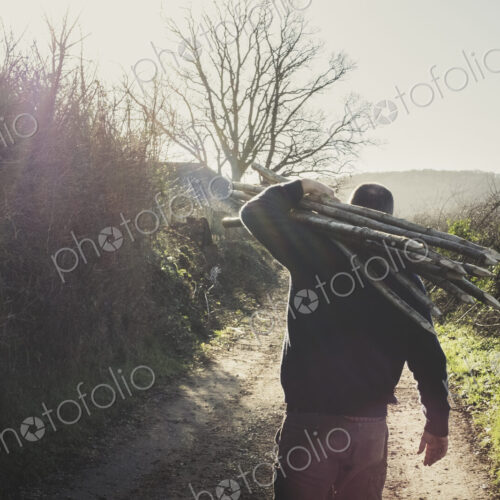 Man walking down rural path by hedge, carrying bunch of wooden pleachers Man walking down rural path by hedge, carrying bunch of wooden pleachers