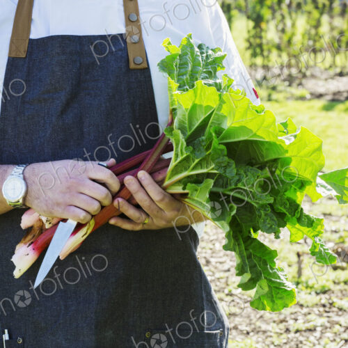 Man wearing an apron harvesting fresh rhubarb in a garden. Man wearing an apron harvesting fresh rhubarb in a garden.