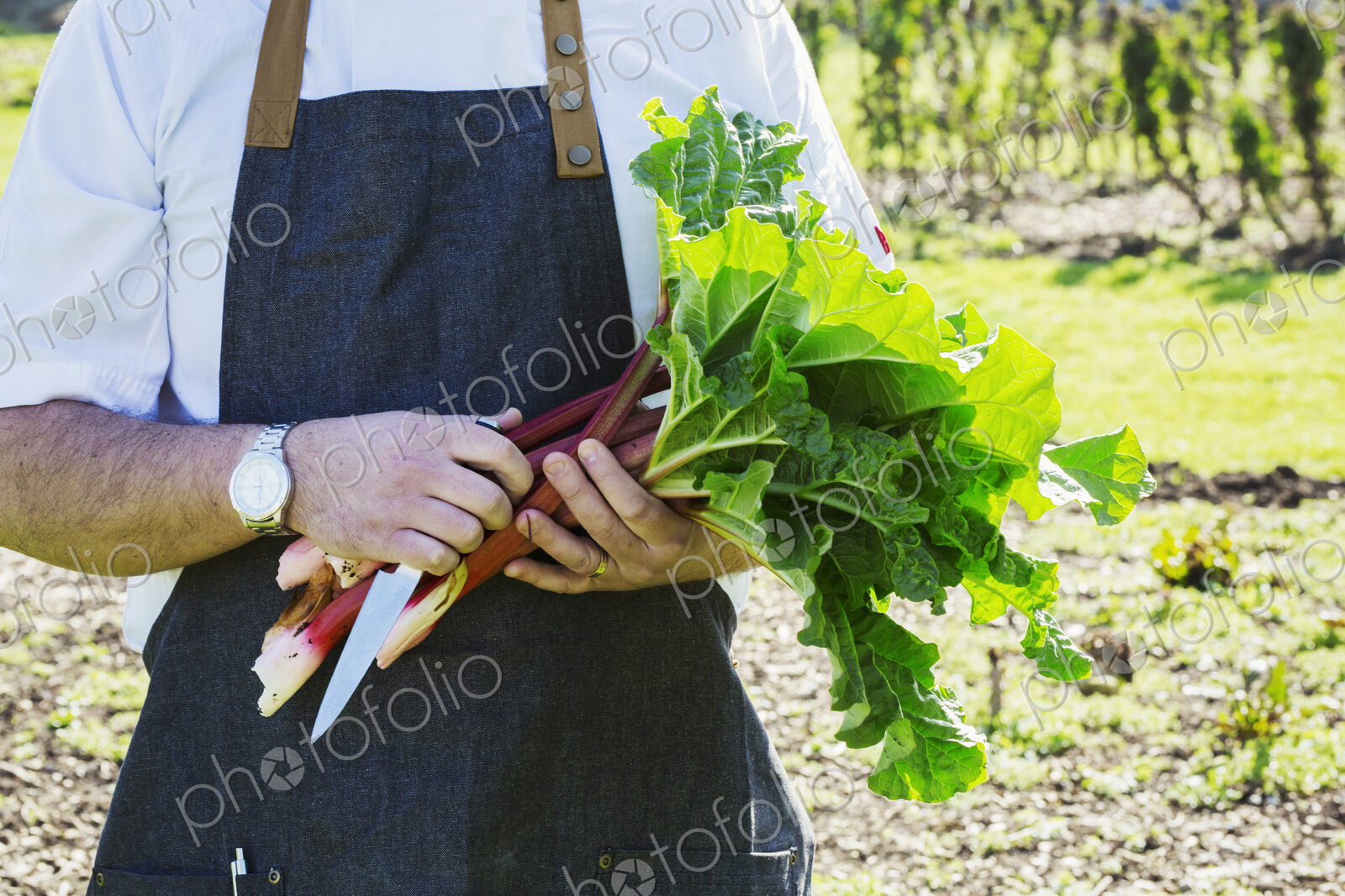 Man wearing an apron harvesting fresh rhubarb in a garden.