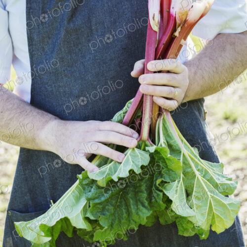 Man wearing an apron harvesting fresh rhubarb in a garden. Man wearing an apron harvesting fresh rhubarb in a garden.