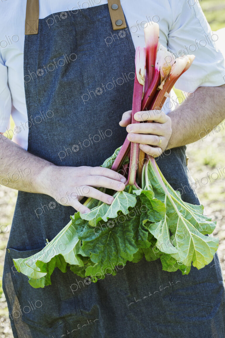 Man wearing an apron harvesting fresh rhubarb in a garden.