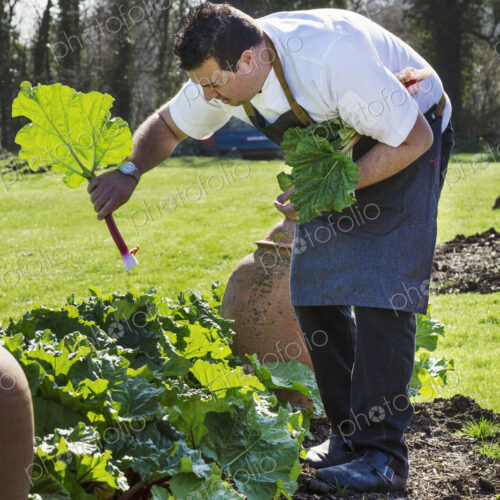 Man wearing apron harvesting fresh rhubarb in a kitchen garden. Man wearing apron harvesting fresh rhubarb in a kitchen garden.