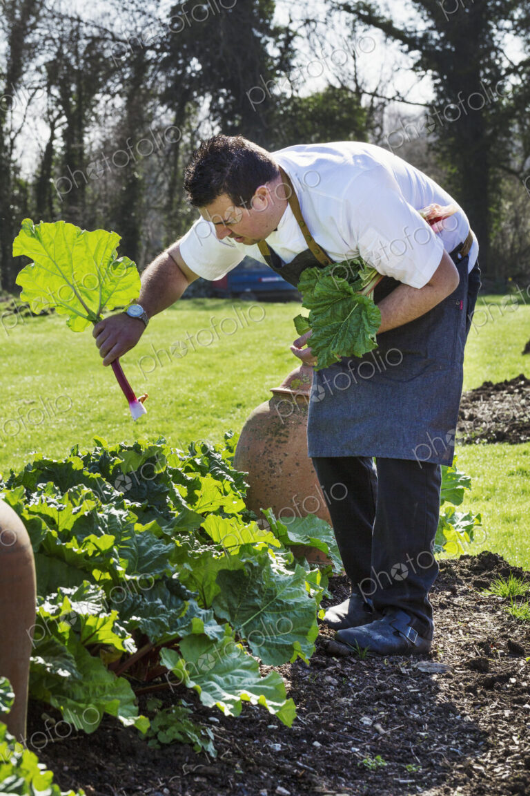 Man wearing apron harvesting fresh rhubarb in a kitchen garden.