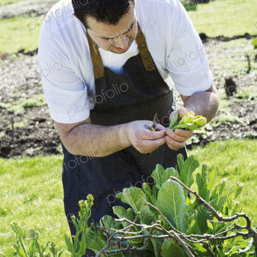 Man wearing apron harvesting fresh vegetables, yellow sprouting broccoli, in a hotel… Man wearing apron harvesting fresh vegetables, yellow sprouting broccoli, in a hotel…