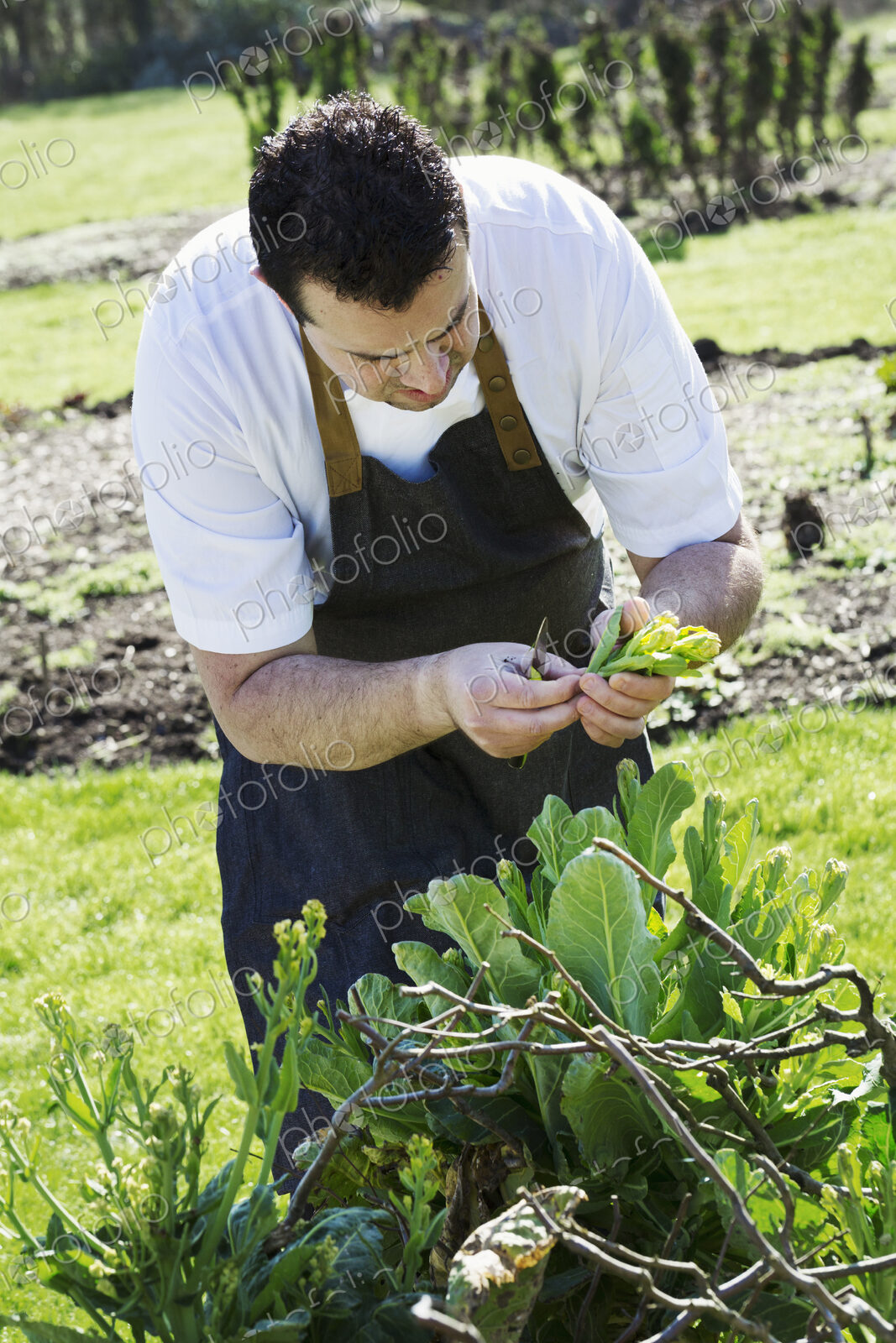 Man wearing apron harvesting fresh vegetables, yellow sprouting broccoli, in a hotel…