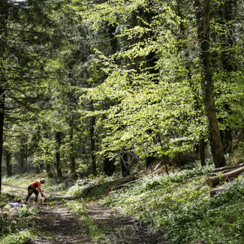 Man wearing bright orange top clearing part of forest. Cutting tree trunk with chain saw.