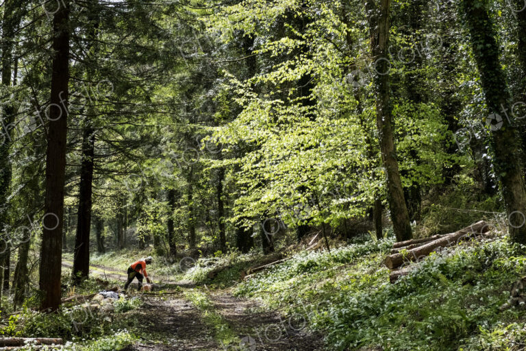 Man wearing bright orange top clearing part of forest. Cutting tree trunk with chain saw.