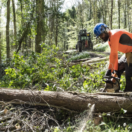 Man wearing bright orange top clearing part of forest. Cutting tree trunk with chain saw.