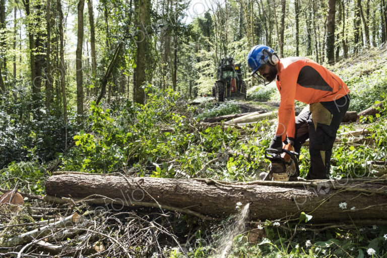 Man wearing bright orange top clearing part of forest. Cutting tree trunk with chain saw.