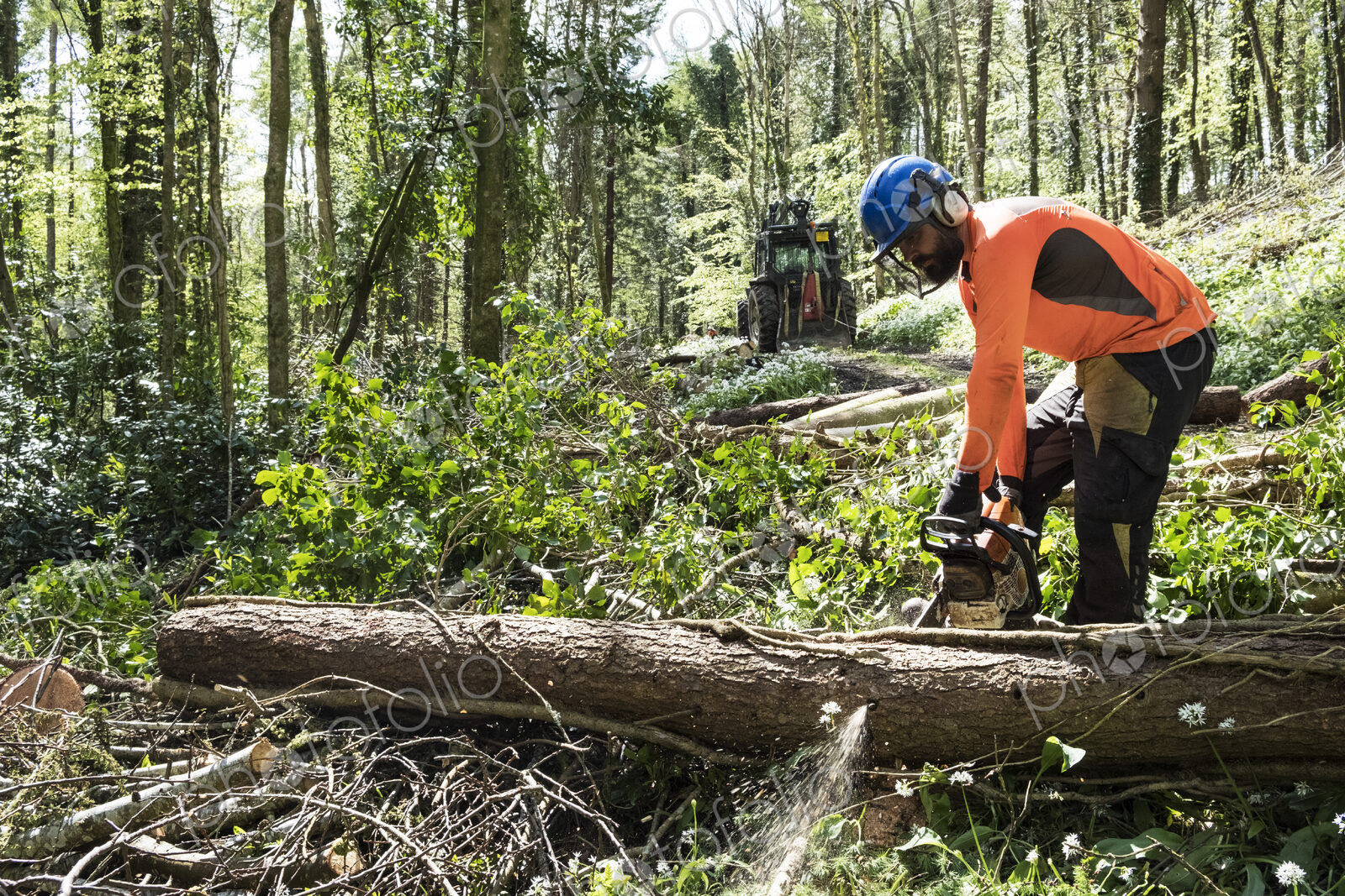 Man wearing bright orange top clearing part of forest. Cutting tree trunk with chain saw.