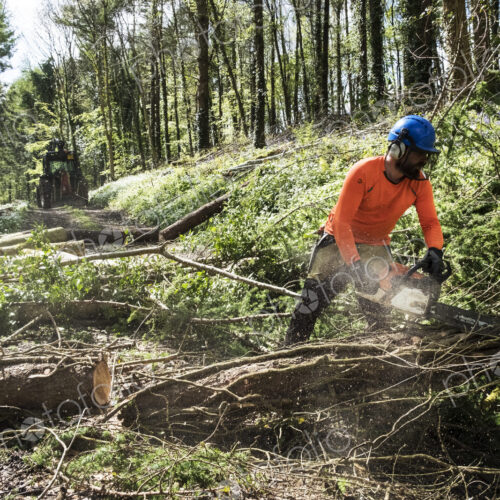 Man wearing bright orange top clearing part of forest. Cutting tree trunk with chain saw.