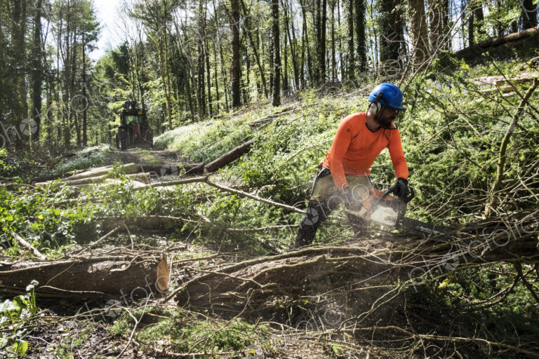 Man wearing bright orange top clearing part of forest. Cutting tree trunk with chain saw.