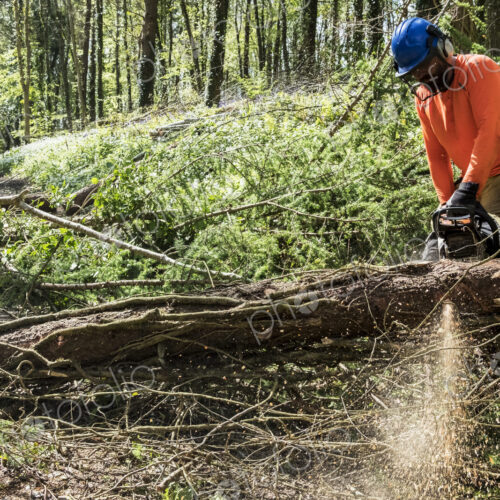 Man wearing bright orange top clearing part of forest. Cutting tree trunk with chain saw.