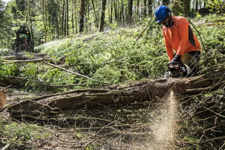 Man wearing bright orange top clearing part of forest. Cutting tree trunk with chain saw.