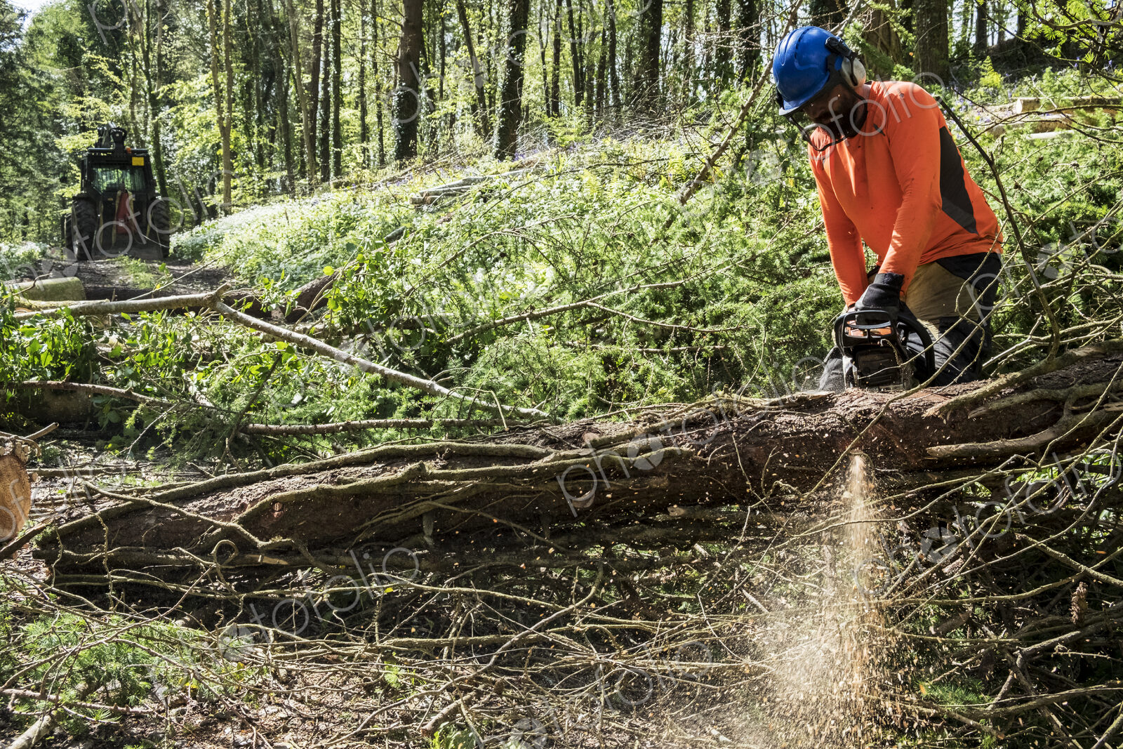 Man wearing bright orange top clearing part of forest. Cutting tree trunk with chain saw.