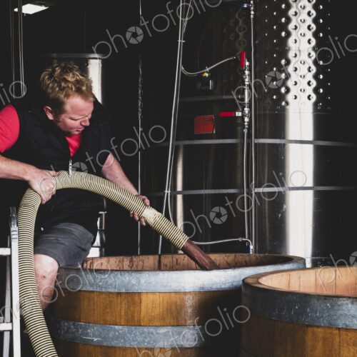 Man working at a winery, holding hose, pumping wine into a large oak barrel.