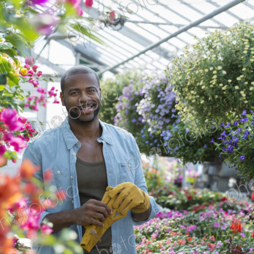 Man working, checking and tending flowers in a commercial greenhouse