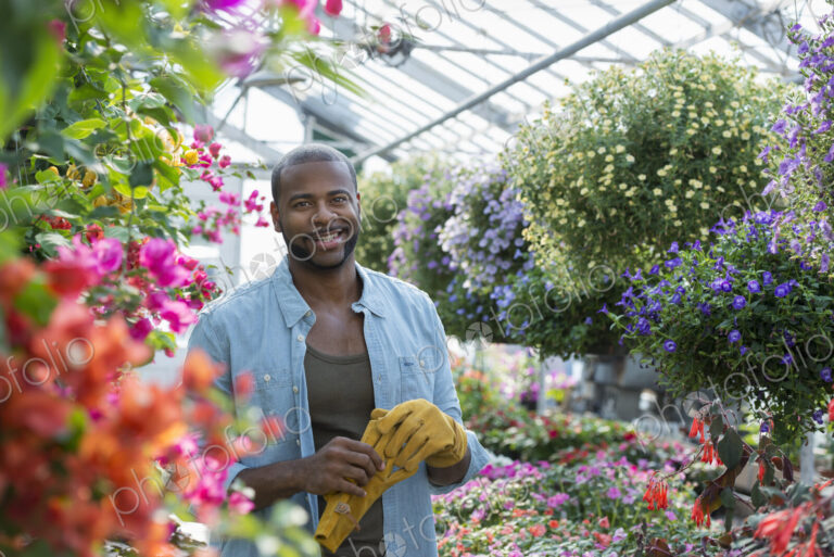 Man working, checking and tending flowers in a commercial greenhouse