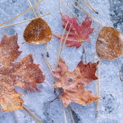 Maple and aspen leaves in autumn. Brown and red leaf colour. Laid out on a frosted ice…