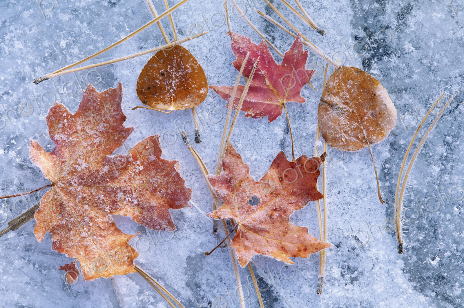 Maple and aspen leaves in autumn. Brown and red leaf colour. Laid out on a frosted ice…