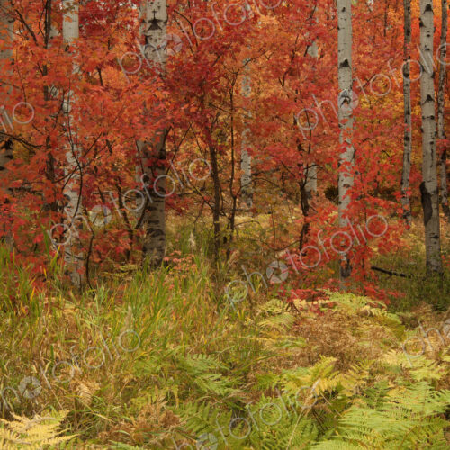 Maple and aspen trees in full autumn colour in woodland.