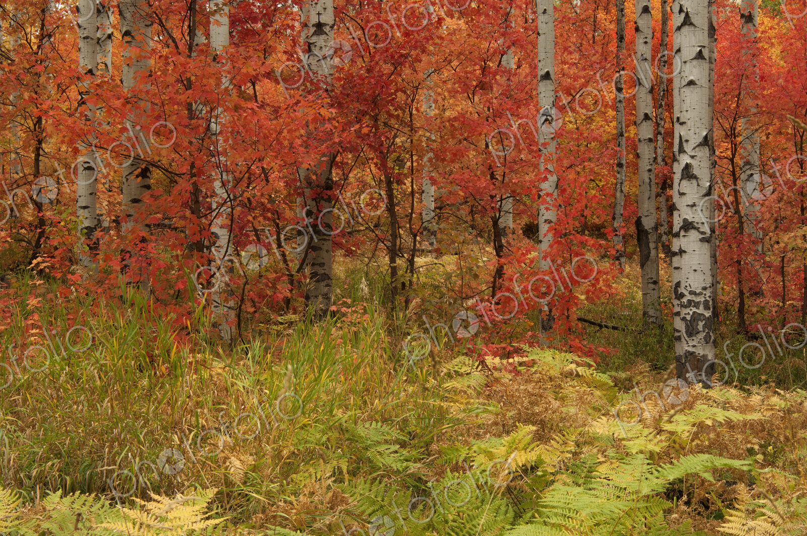 Maple and aspen trees in full autumn colour in woodland.