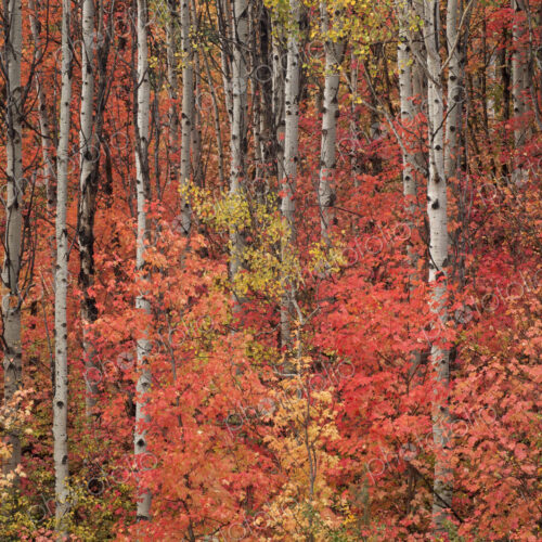 Maple and aspen trees in full autumn foliage in woodland.