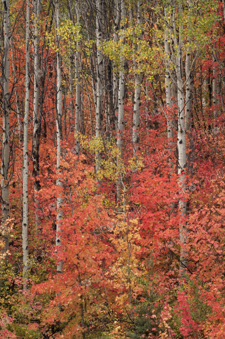 Maple and aspen trees in full autumn foliage in woodland.