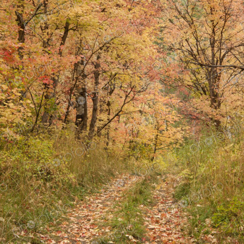 Maple and aspen trees in full autumn foliage in woodland.