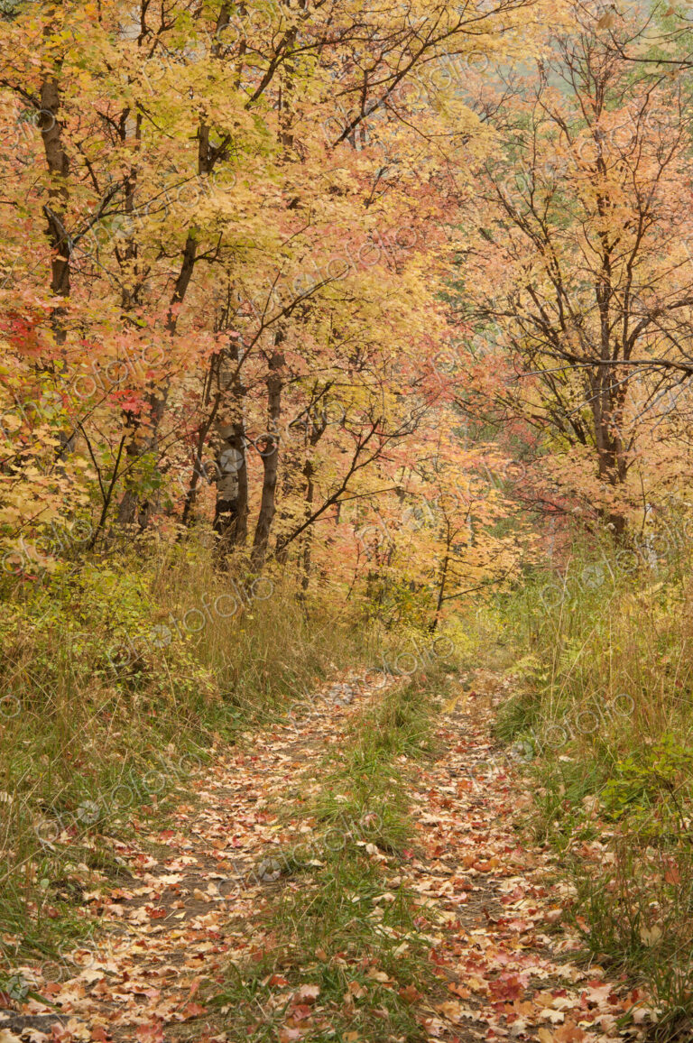 Maple and aspen trees in full autumn foliage in woodland.