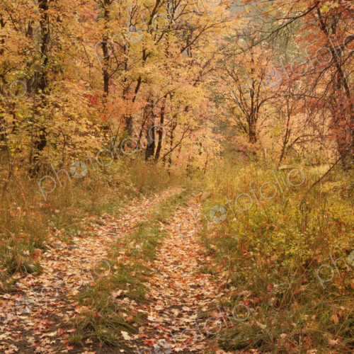 Maple and aspen trees in full autumn foliage in woodland.