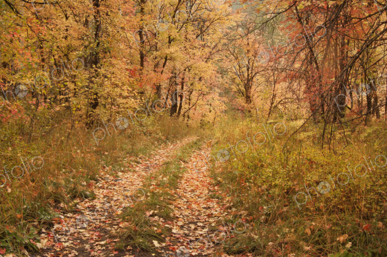 Maple and aspen trees in full autumn foliage in woodland.