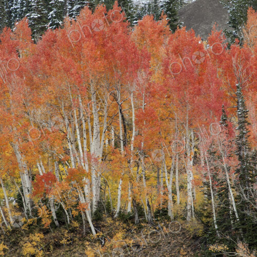 Maple and aspen trees in full autumn foliage in woodland.
