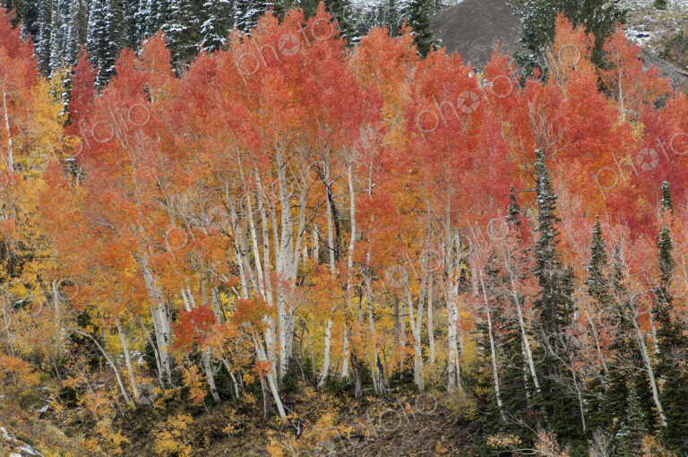 Maple and aspen trees in full autumn foliage in woodland.