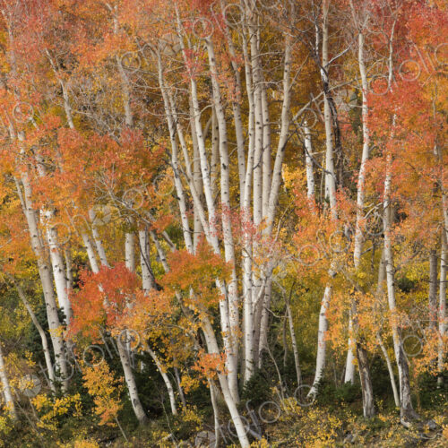 Maple and aspen trees in full autumn foliage in woodland.