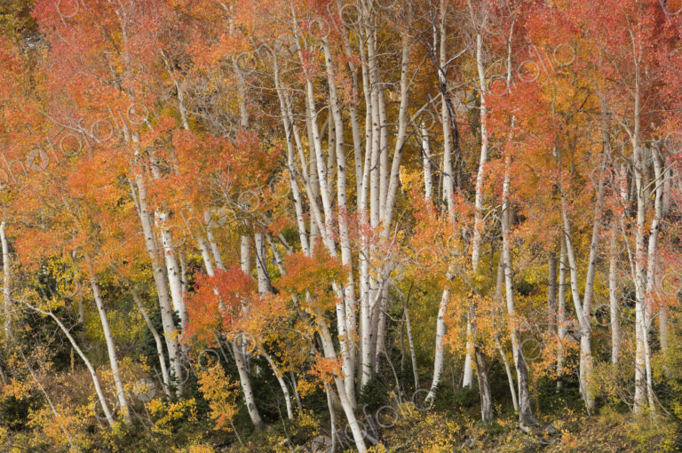 Maple and aspen trees in full autumn foliage in woodland.
