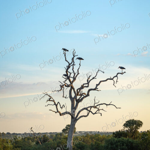 Marabou Storks, Leptoptilos crumenifer, perched on a leadwood. Marabou Storks, Leptoptilos crumenifer, perched on a leadwood.
