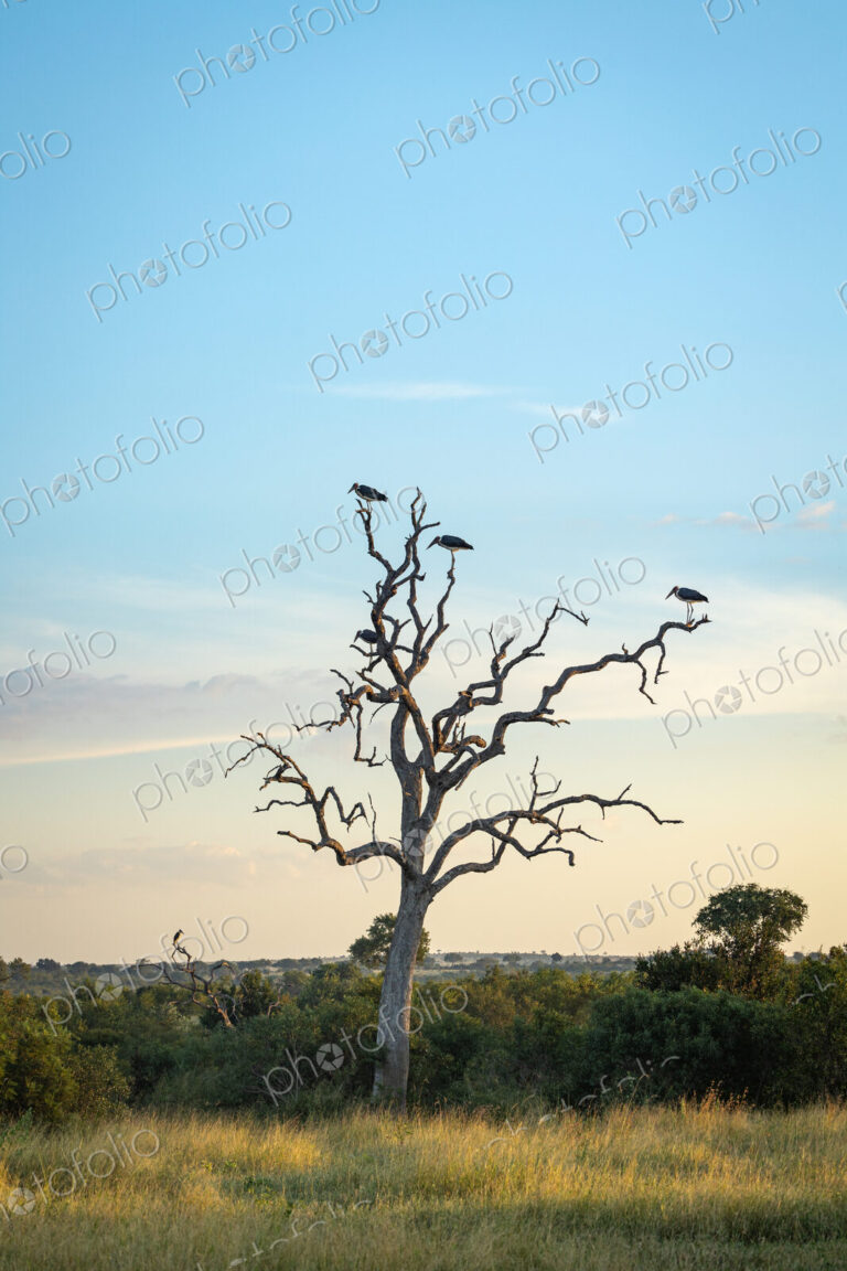 Marabou Storks, Leptoptilos crumenifer, perched on a leadwood.