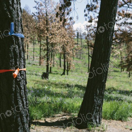 Marked trees for cutting in fire damaged national forest (from the 2012 Table Mountain…
