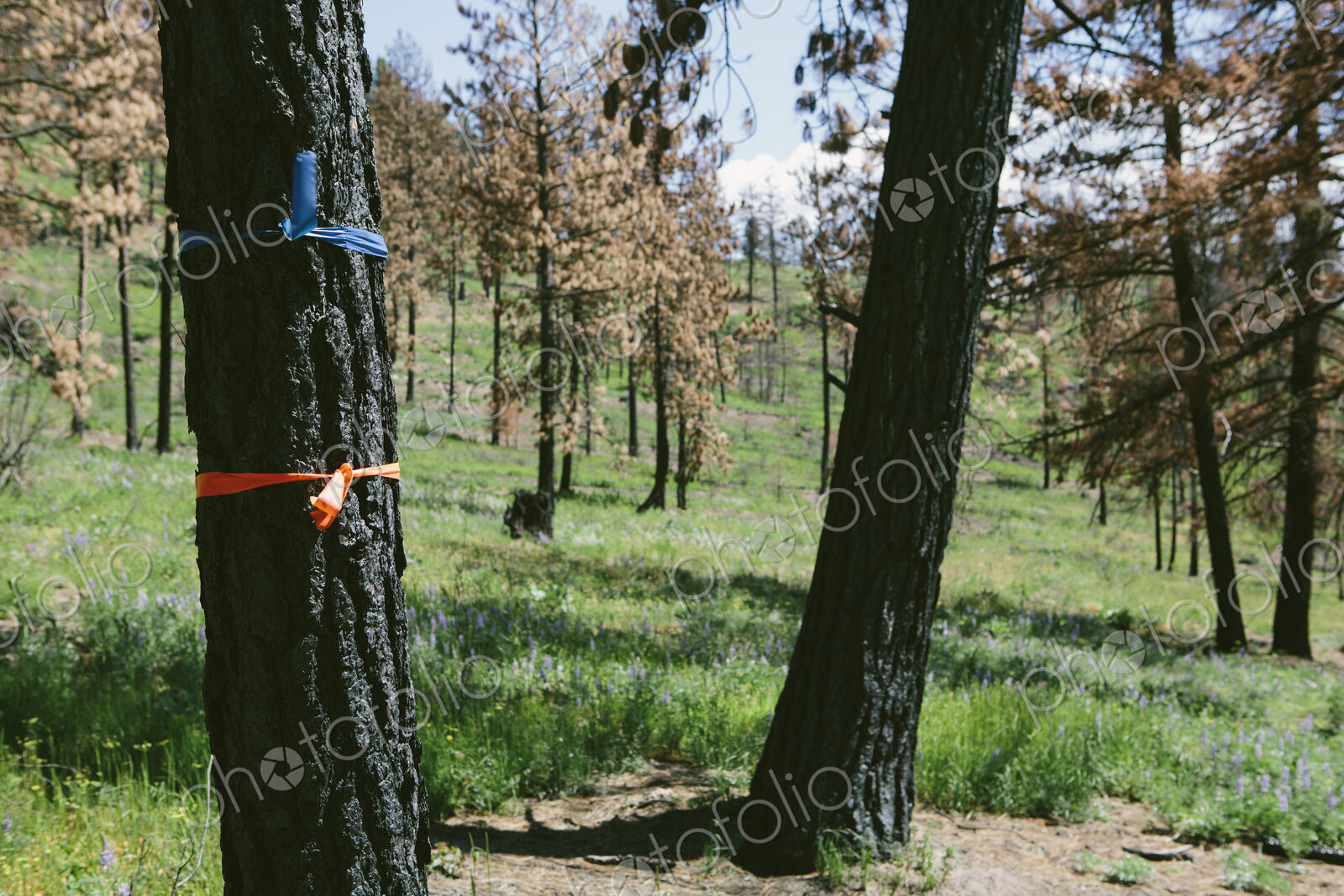 Marked trees for cutting in fire damaged national forest (from the 2012 Table Mountain…