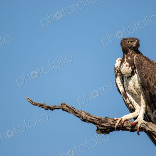Martial Eagle, Polemaetus bellicosus, Martial Eagle perched on a dead branch against a… Martial Eagle, Polemaetus bellicosus, Martial Eagle perched on a dead branch against a…