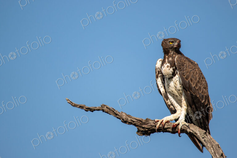 Martial Eagle, Polemaetus bellicosus, Martial Eagle perched on a dead branch against a…