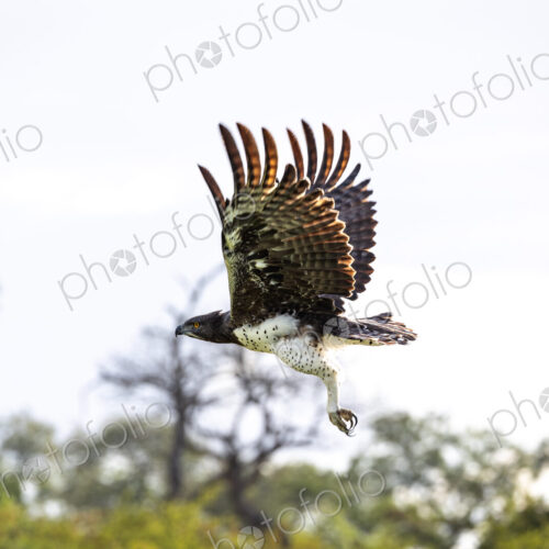Martial Eagle, Polemaetus bellicosus, in flight. Martial Eagle, Polemaetus bellicosus, in flight.