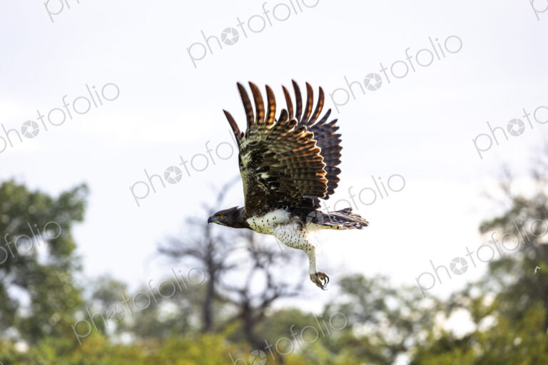 Martial Eagle, Polemaetus bellicosus, in flight.