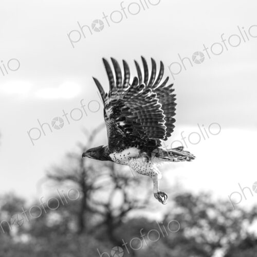 Martial Eagle, Polemaetus bellicosus, in flight, black and white. Martial Eagle, Polemaetus bellicosus, in flight, black and white.