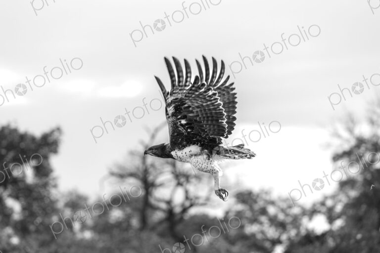 Martial Eagle, Polemaetus bellicosus, in flight, black and white.
