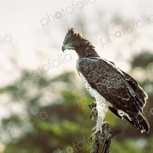 Martial Eagle, Polemaetus bellicosus, perching on a tree. Martial Eagle, Polemaetus bellicosus, perching on a tree.
