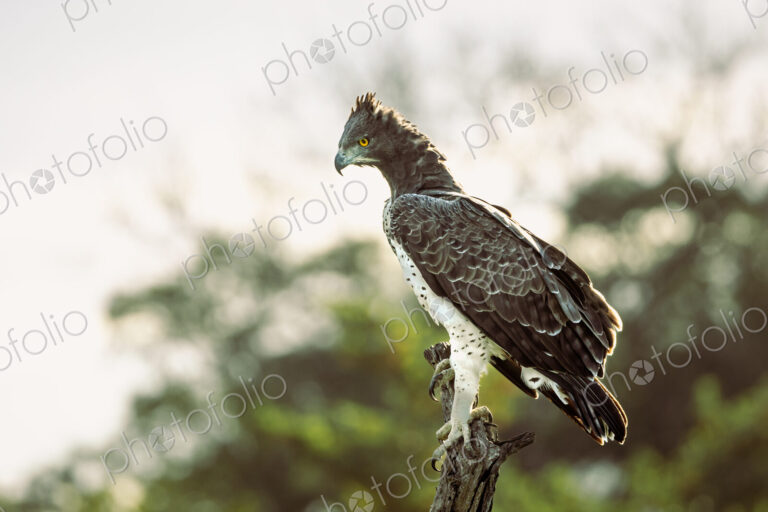 Martial Eagle, Polemaetus bellicosus, perching on a tree.