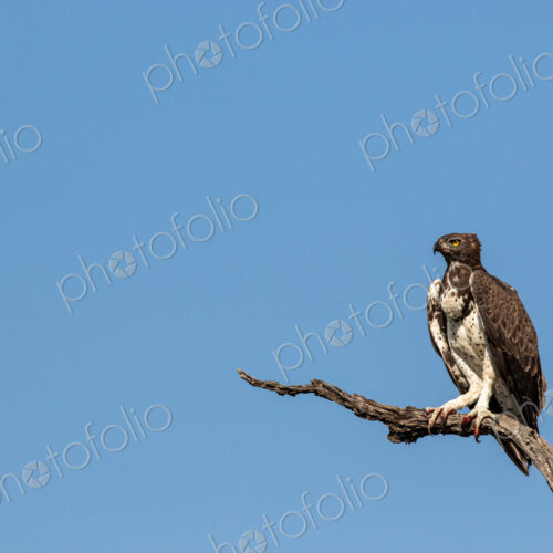 Martial eagle, Polemaetus bellicosus, perched against blue sky.